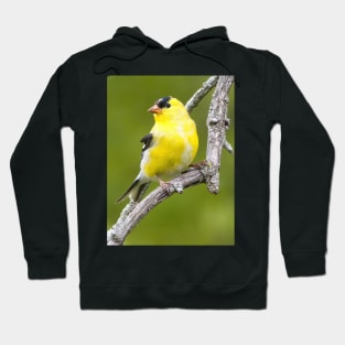 American Goldfinch2 Hoodie